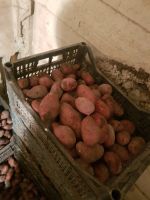 Лот: 19635395. Фото: 4. Картофель
