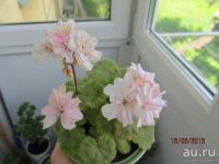 Лот: 13845346. Фото: 2. Миниатюрная пеларгония Taffety... Комнатные растения и уход