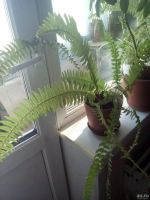 Лот: 13599633. Фото: 2. Растение. Комнатные растения и уход