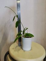 Лот: 21453880. Фото: 2. Клеродендрум Томпсона. Комнатные растения и уход