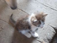 Лот: 9750790. Фото: 4. котопесики. Красноярск