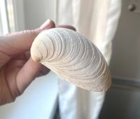 Лот: 8488982. Фото: 7. Ракушки необработанные. Натуральные...