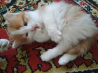 Лот: 11632843. Фото: 2. Котёнок ищет хозяев. Животные и уход
