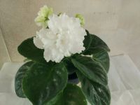 Лот: 11473891. Фото: 2. Сенполия ЕК-Белая Королева ( цветущая... Комнатные растения и уход
