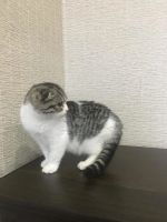 Лот: 10334158. Фото: 2. Вислоухая девочка. Животные и уход