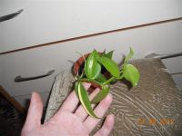 Лот: 1903658. Фото: 2. Орхидея Ваниль. Комнатные растения и уход