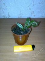 Лот: 81160. Фото: 2. Хойя прекрасная - отросток. Растения и животные