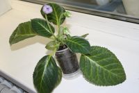 Лот: 4433084. Фото: 6. Глоксиния фиолетовая простая 5...