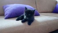 Лот: 7760985. Фото: 5. Котята.