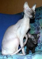 Лот: 2654599. Фото: 2. Котики Донского сфинкса. Животные и уход