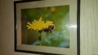Лот: 13388866. Фото: 2. Картина для интерьера Пчела у... Живопись, скульптура, фото