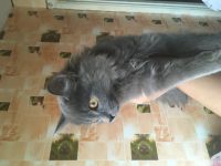 Лот: 14969028. Фото: 3. Котёнок. Растения и животные