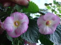 Лот: 9921610. Фото: 2. Ахименес "'Pink English Rose'". Комнатные растения и уход