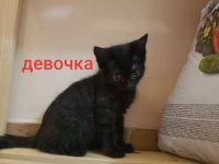 Лот: 16847359. Фото: 4. Котики шотландские. Красноярск