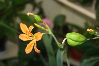 Лот: 4213455. Фото: 5. Беламканда китайская (леопардовая...