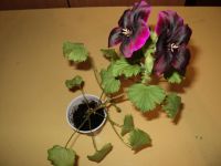 Лот: 4666458. Фото: 2. Пеларгония королевская бордовая. Комнатные растения и уход