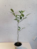 Лот: 25774684. Фото: 2. Мандариновое дерево. Семена, рассада, садовые растения