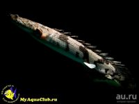Лот: 13483563. Фото: 5. Полиптерус Эндлихера (Polypterus...