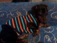 Лот: 2908902. Фото: 2. Отдам в нежные заботливые руки... Животные и уход