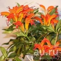 Лот: 9579045. Фото: 4. Эсхинантус. Красноярск