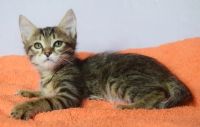 Лот: 7047679. Фото: 2. Котейки полосатики. Животные и уход