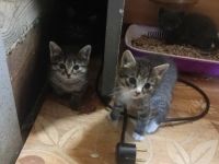 Лот: 25761927. Фото: 2. Котята. Животные и уход