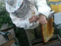 Лот: 16261463. Фото: 2. Настоящий мёд,своя пасека. Продукты