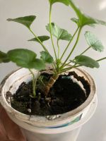 Лот: 25410981. Фото: 5. Пеларгония зональная мини, цветет