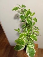 Лот: 22267960. Фото: 2. Педилантус 1. Комнатные растения и уход
