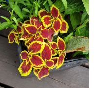 Лот: 20985442. Фото: 4. Колеусы срезы. Красноярск