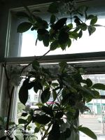 Лот: 9600549. Фото: 6. Табернемонтана