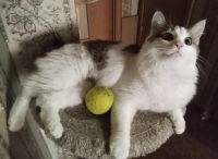 Лот: 25767815. Фото: 3. Четырëхцветный кот!. Растения и животные
