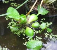 Лот: 6584175. Фото: 2. Водный гиацинт Эйхорния прекрасная... Аквариумистика