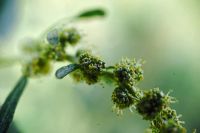 Лот: 10004276. Фото: 6. Tokina at-x PRO dx AF 35 mm f...