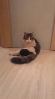 Лот: 8449792. Фото: 2. Классный котейка ищет постоянный... Животные и уход