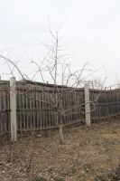 Лот: 7279691. Фото: 2. Слива китайская желтая. Семена, рассада, садовые растения