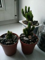 Лот: 19452487. Фото: 4. Кактус Цереус. Красноярск