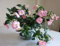 Лот: 11933503. Фото: 2. Ахименес Vie en Rose (Ви эн Роуз... Комнатные растения и уход