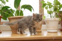 Лот: 222853. Фото: 2. Отдам котенка. Животные и уход