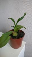 Лот: 4965105. Фото: 4. Орхидея Онцидиум сорт "Танцующая... Красноярск