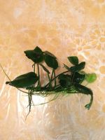 Лот: 11020237. Фото: 3. Анубиас Бартери (Anubias barteri... Растения и животные