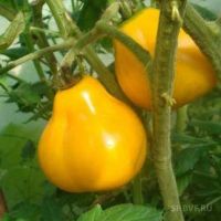 Лот: 10794579. Фото: 2. Семена томата "Трюфель жёлтый... Семена, рассада, садовые растения