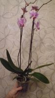 Лот: 8609411. Фото: 2. Phalaenopsis Amsterdam(орхидея... Комнатные растения и уход