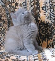 Лот: 5853371. Фото: 4. Котёнок 1. Красноярск