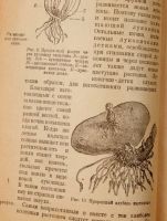 Лот: 15173877. Фото: 3. учебник ботаники 1922 год издания... Коллекционирование, моделизм