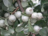 Лот: 14022888. Фото: 5. Лох Серебристый (лат. Elaeagnus...