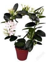 Лот: 1974874. Фото: 3. Стефанотис. Растения и животные