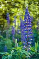 Лот: 1832209. Фото: 2. Индустар 50-2. Фото, видеокамеры, оптика