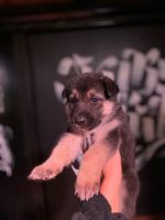 Лот: 16795888. Фото: 5. Щенки хаски, немецкая овчарка