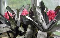 Лот: 18068882. Фото: 7. Эхмея полосатая (Aechmea fasciata...